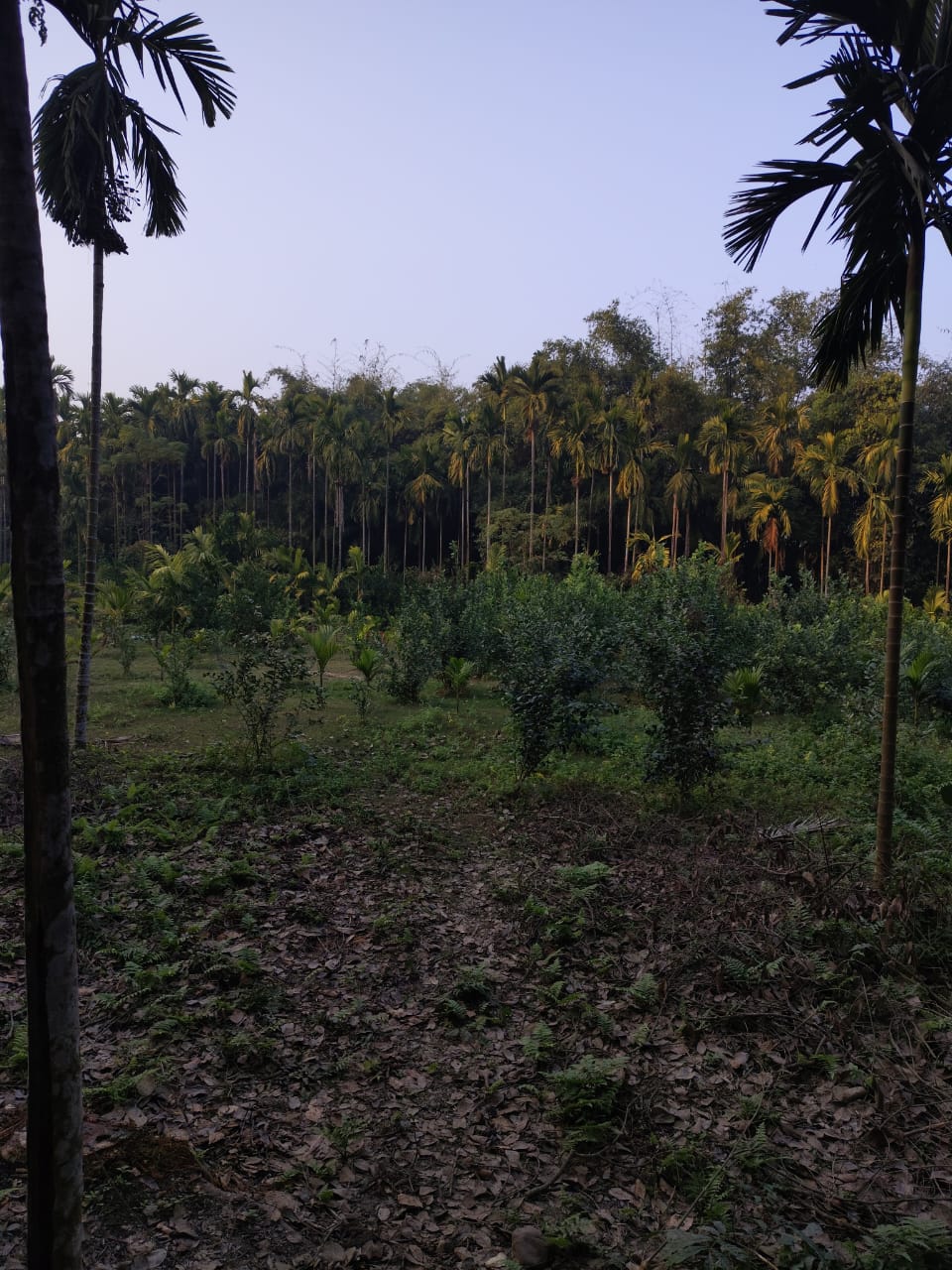 Prime 4.5 Bigha General Land for Sale in Samuktala, Alipurduar – ₹9.5 Lakh per Bigha | Ideal for Home, Resort & Farmhouse