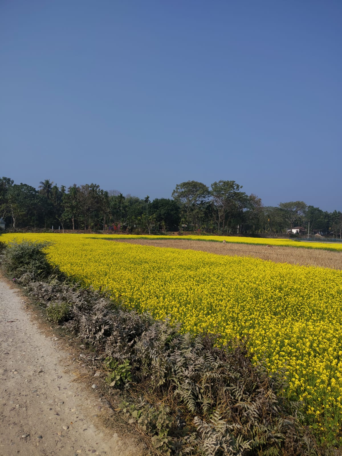 180 Bigha Premium Dooars Property for Farm House, Resort & Township at Valka-2, Purpa Salbari , Barobisha| Near NH31 | dooarsproperty.com