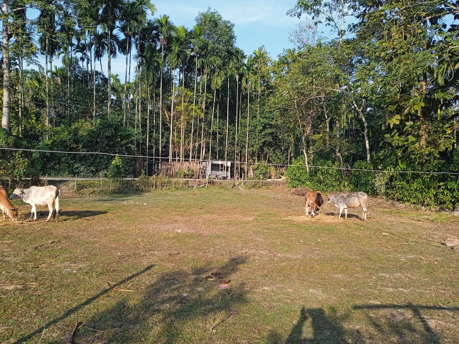 Registered 24 Decimal Land for Sale in Jaldapara, Madarihat, West Bengal